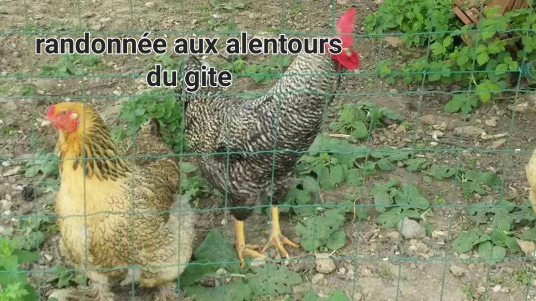 L'ancienne Vannerie, Disney,parrot Apartment